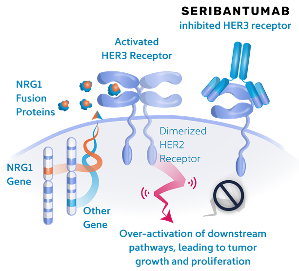 seribantumab anti HER3 antibody